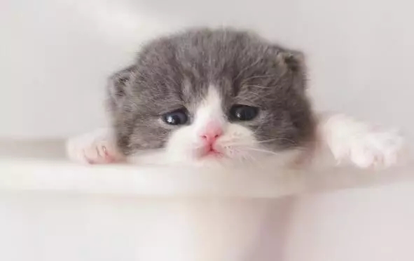 宠物猫如何照顾新生的小奶猫,没断脐带的小奶猫怎么照顾