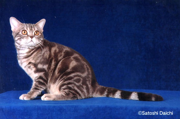 名贵猫咪的品种及图片大全,十大名贵猫咪品种排行榜