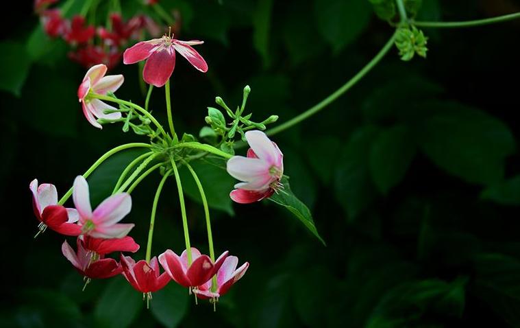 全球最美十种花,世界公认的九大最美花