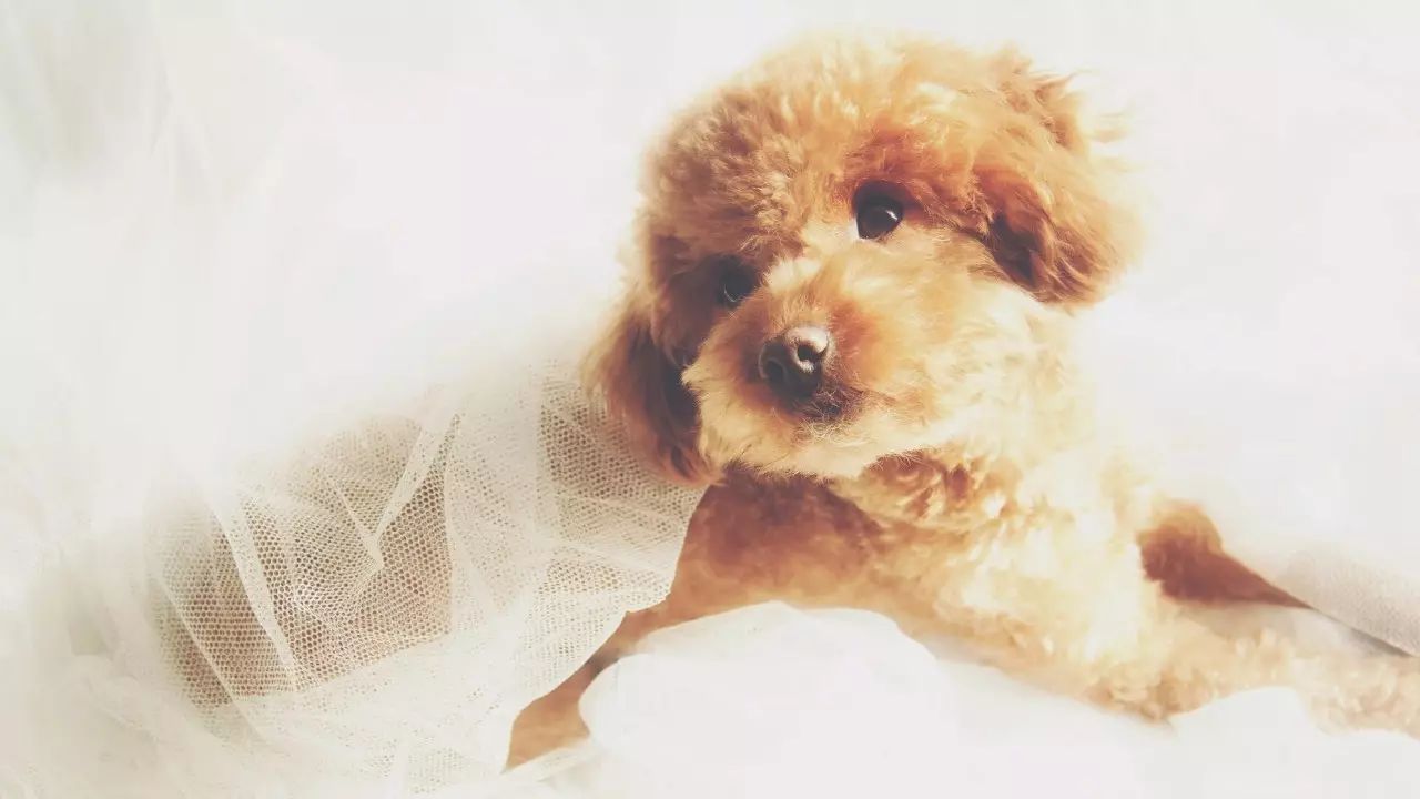 你还在给你家狗狗吃冻干粮吗,你还在给狗狗吃火腿肠吗