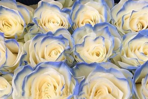 值得入手的玫瑰花,最受欢迎的玫瑰花品种排行