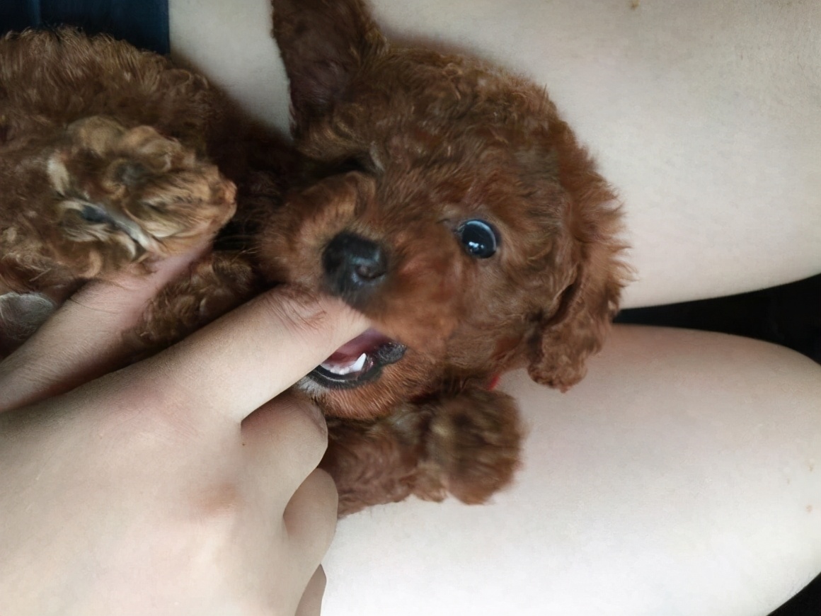 泰迪打了狂犬疫苗咬人是不是没事,泰迪咬人是什么原因引起的