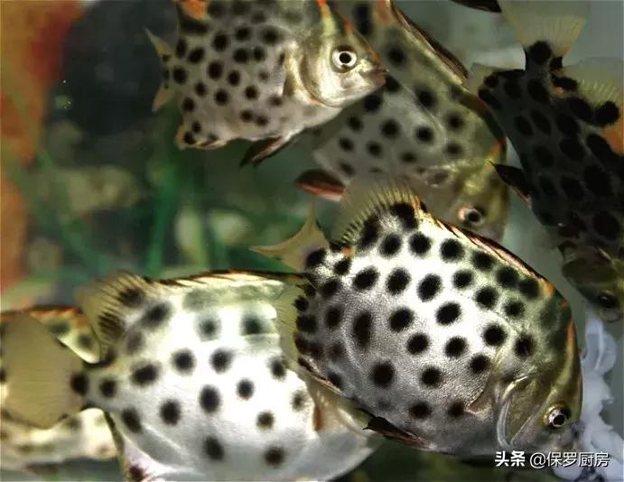 海鲜大荟萃,常见贝壳类海鲜