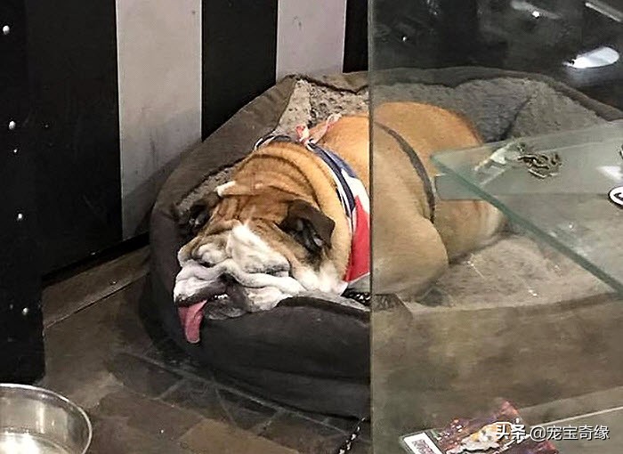 猫是液体动物还是软体动物,猫是液体做的动物