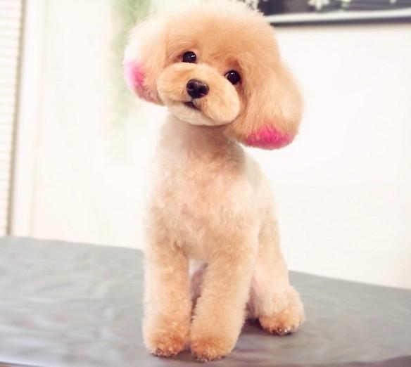 养泰迪狗的基础知识,一个多月小泰迪狗怎么养视频