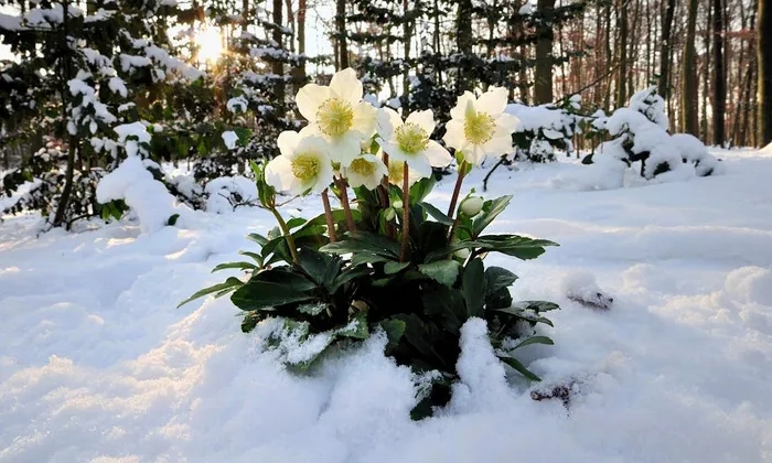 大雪天能种的植物,迷你玫瑰是不是一年四季都能开花
