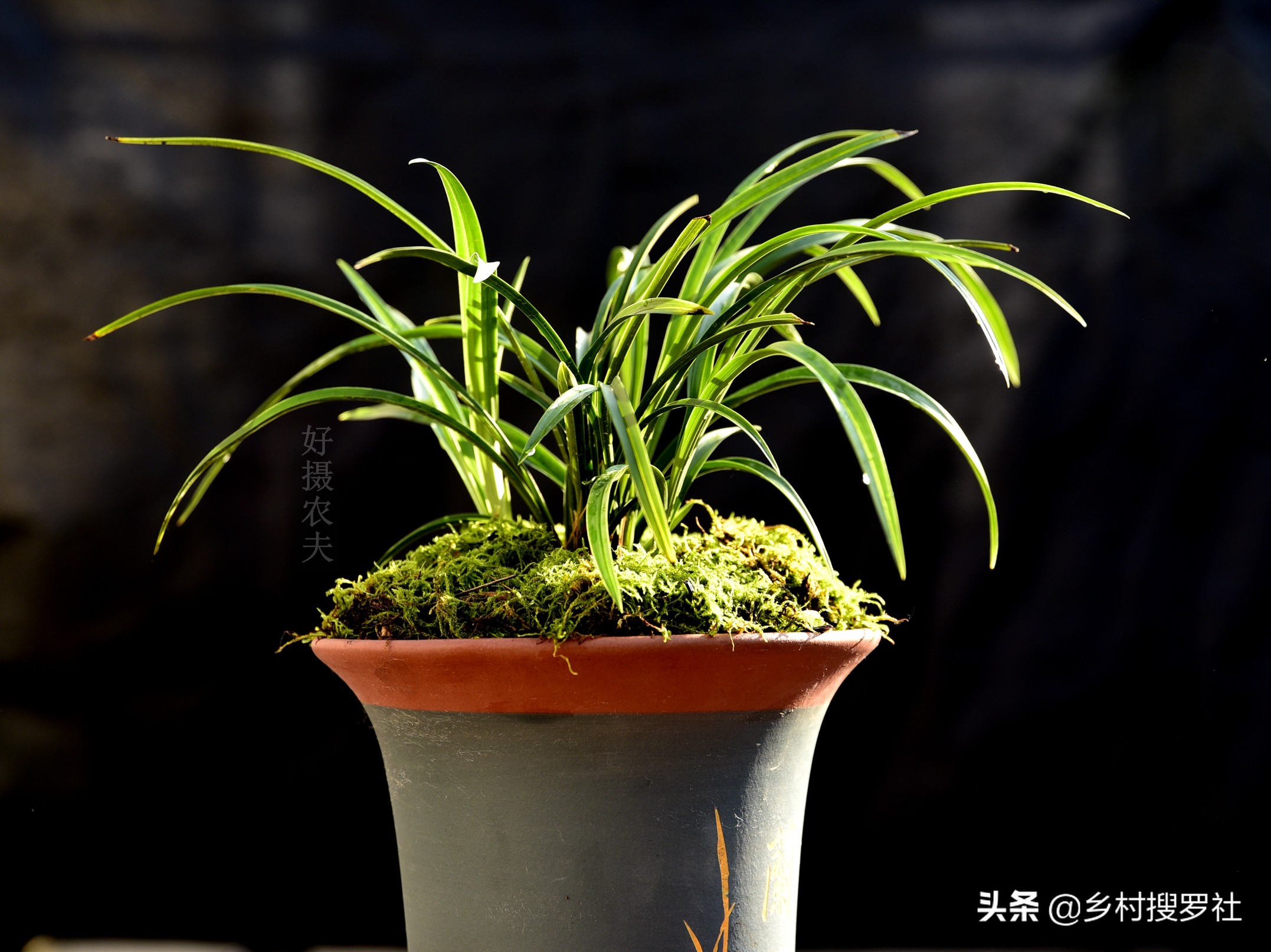 文殊兰移栽怎么判断成活,大叶兰怎样培育