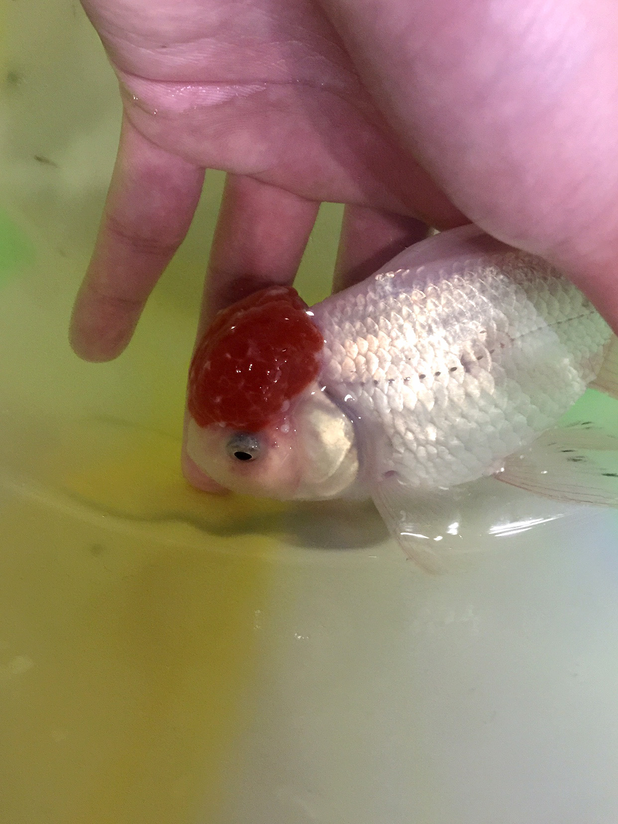 庆大霉素能治观赏鱼痘疮吗,观赏鱼痘疮病是什么症状