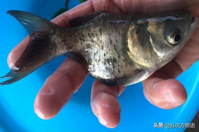 中国四大家鱼的视频,人们常说的四大家鱼