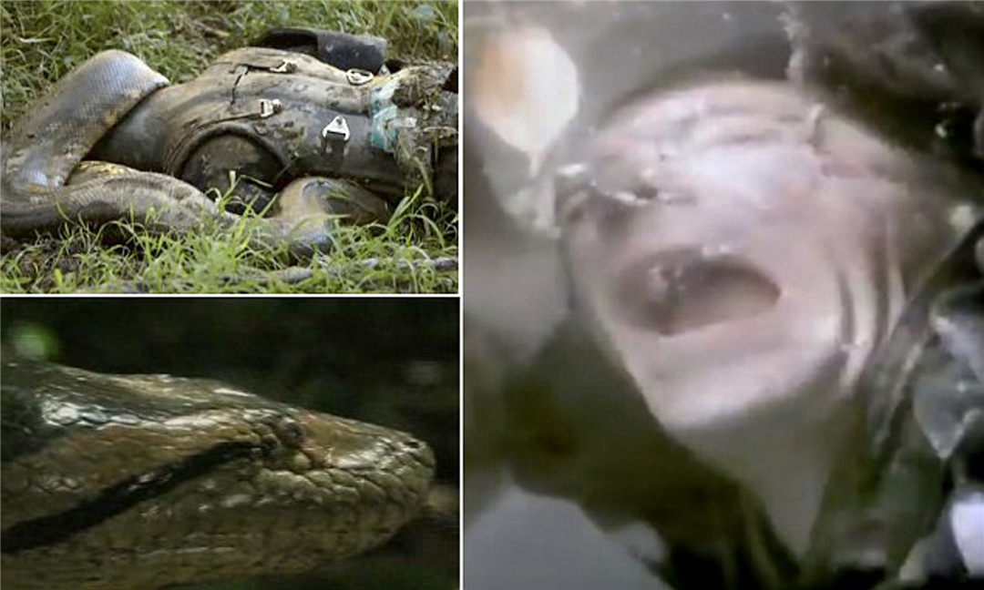 被蟒蛇给吞掉是什么感觉,如果被蛇突然吞下会发生什么