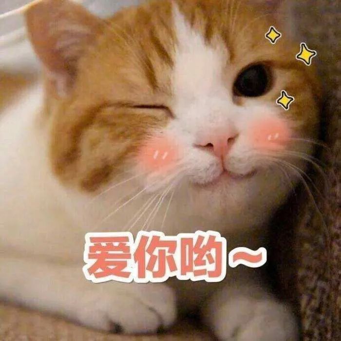 猫咪对付懒猫最好的方法,猫咪犯错告诫自己不生气