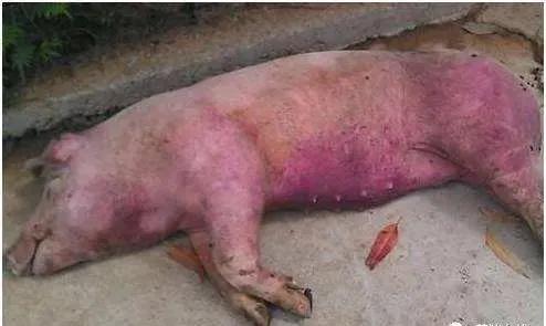 遇到猪怎么办,猪混感高热病的症状及防控