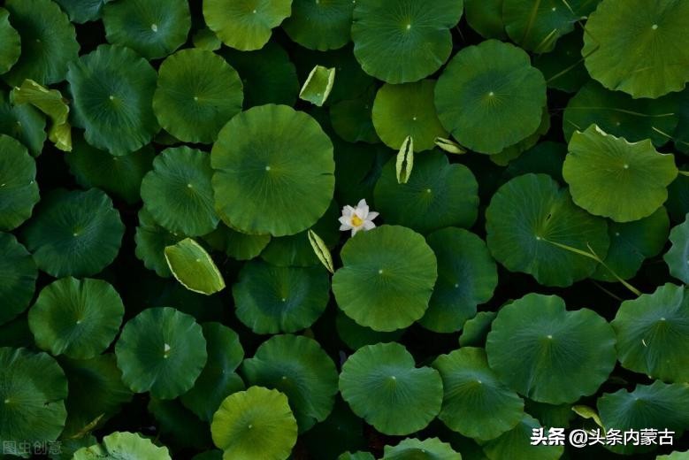 呼和浩特青城公园游览图,呼和浩特青城旅游景点