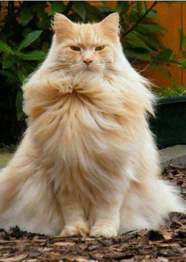 猫毛会被婴儿吸进肺部吗,家人对猫毛过敏能养猫吗