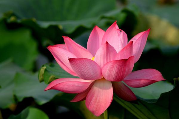 6月份财运爆棚的三大生肖有你么,6月起好运不断的三大生肖