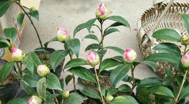 茶花叶发黄茶花苞打不开什么原因,茶花花苞打不开发黑掉落什么原因