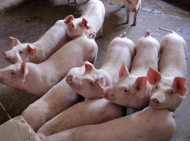 猪体温正常不吃食食用什么药,猪体温正常不吃食该吃青料怎么办