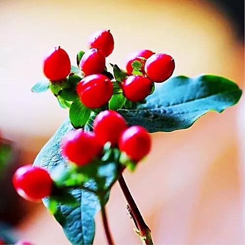 红豆是什么果实,红豆学名相思子