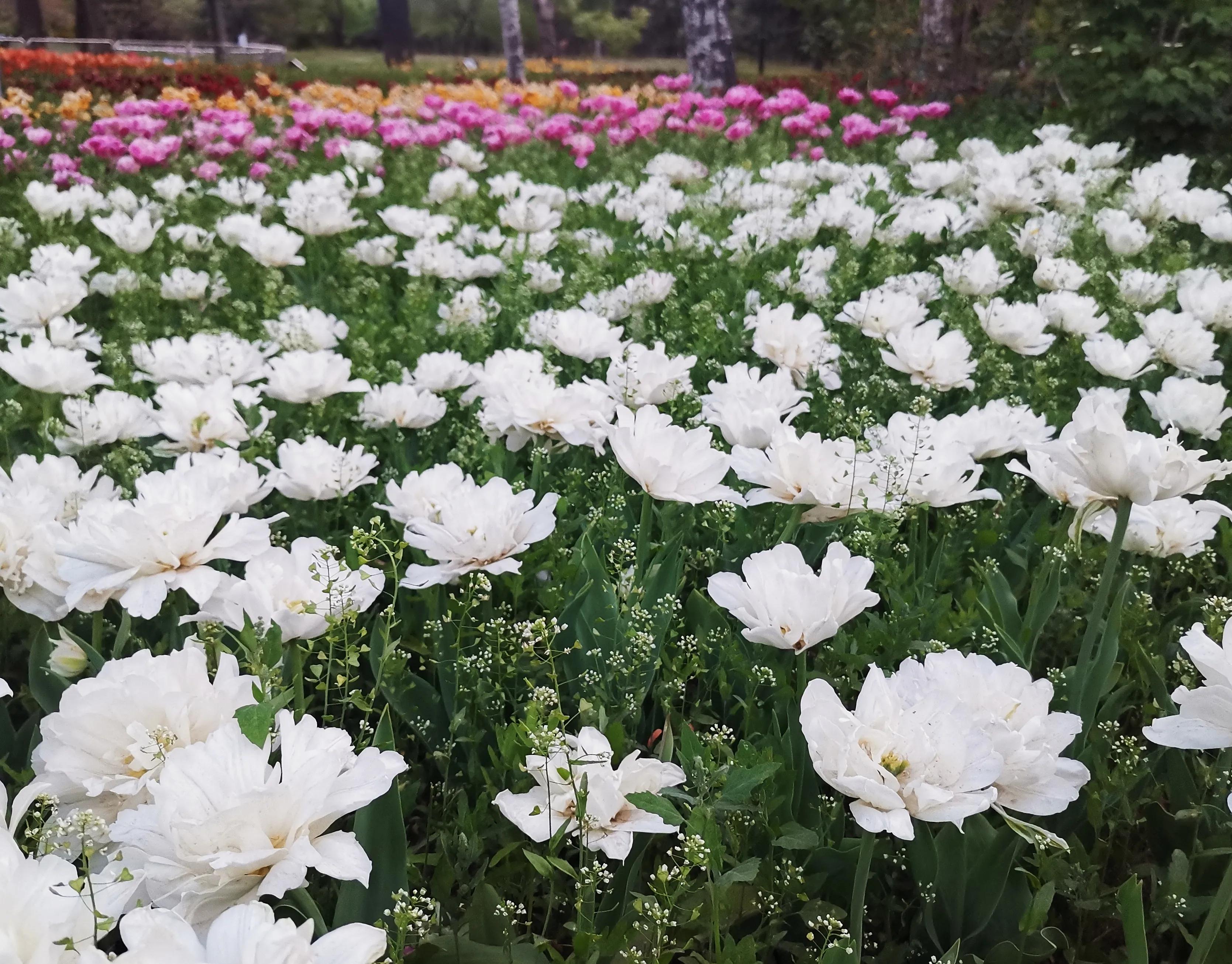 北京植物园牡丹园最佳观赏时间,北京牡丹花最佳观赏公园排名