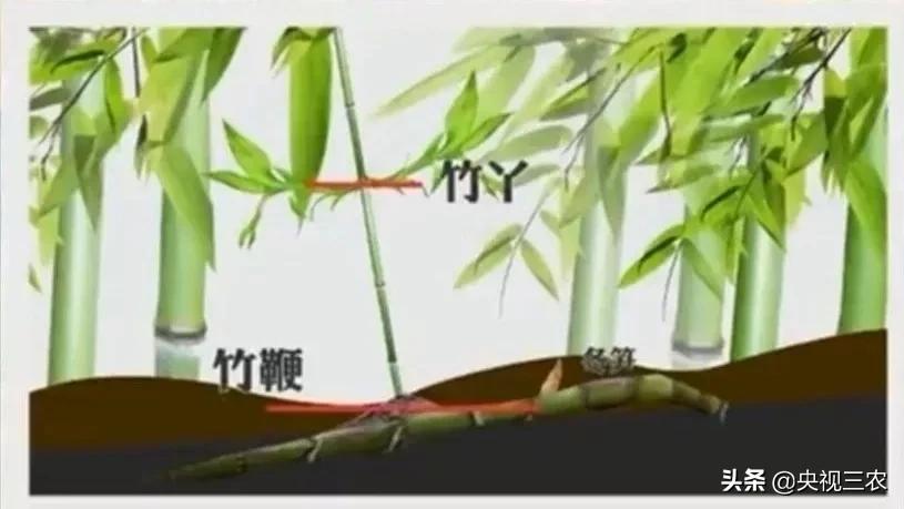 冬笋没能去除麻涩味吃了有害吗,冬笋如何焯水去涩味放冰糖和白醋