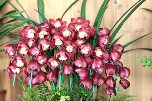 养花让生活充满生机,养花给家里增添一点生机