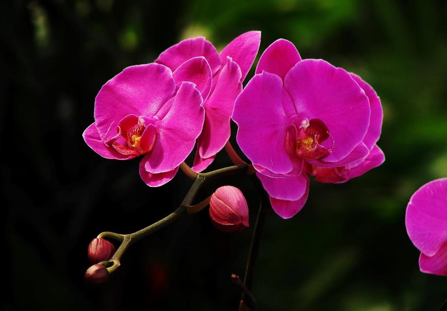 客厅高档上档次兰花盆,仿真兰花高档上档次