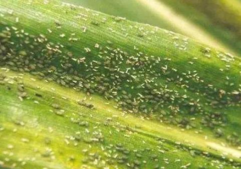 蚜虫最简单有效的防治小妙招,蚜虫最简单有效的防治方法家用