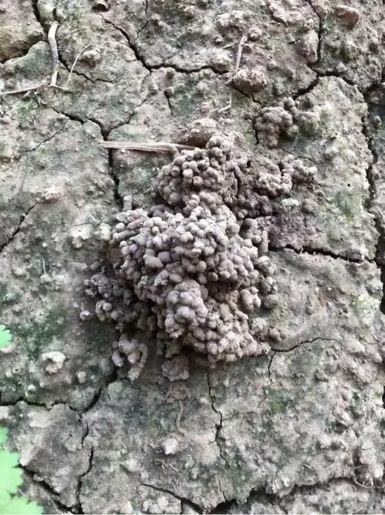 君子兰干湿交替,君子兰砍头变群兰的养护方法