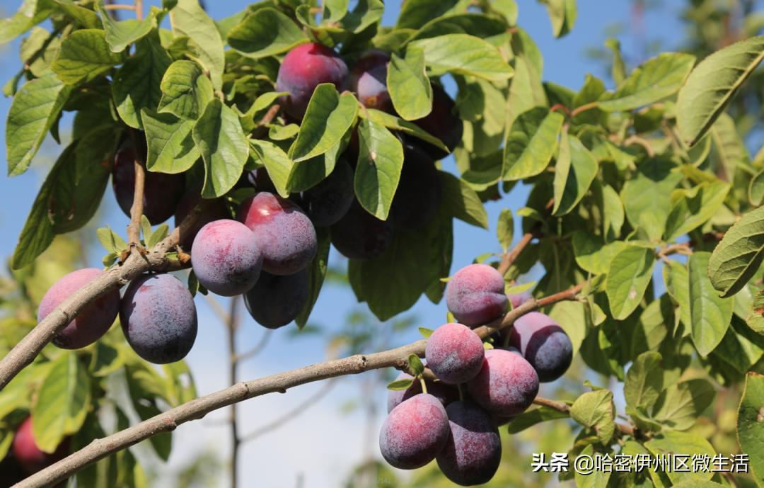 你好！我是一颗来自伊犁的西梅，这是我的名片