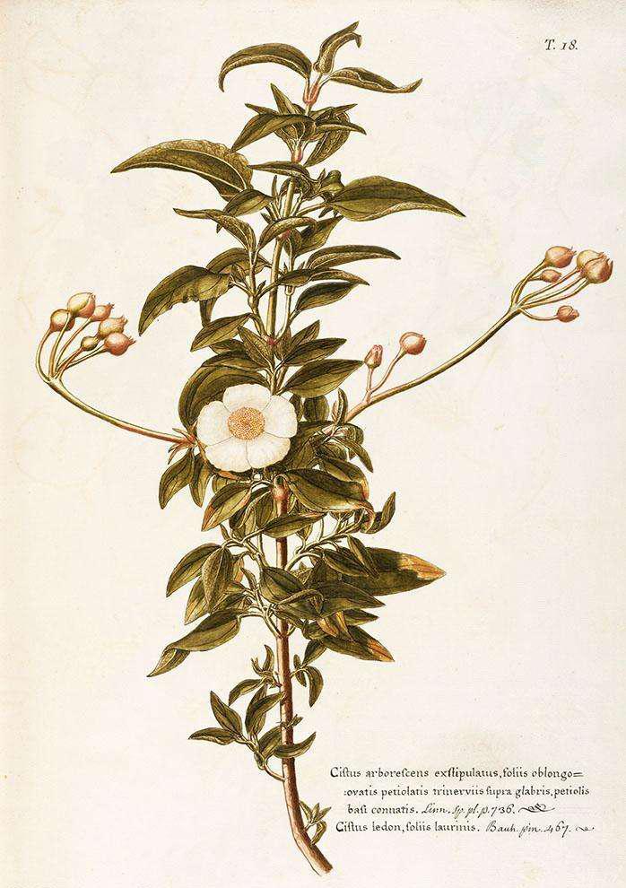 玫瑰纯植物芳香精油的功效与作用,芳香类植物精油