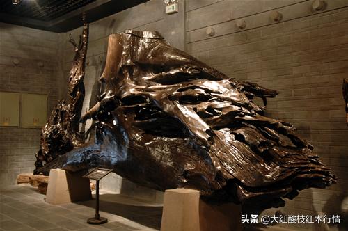 你可能不知道的地球生物,裸木乃伊植物