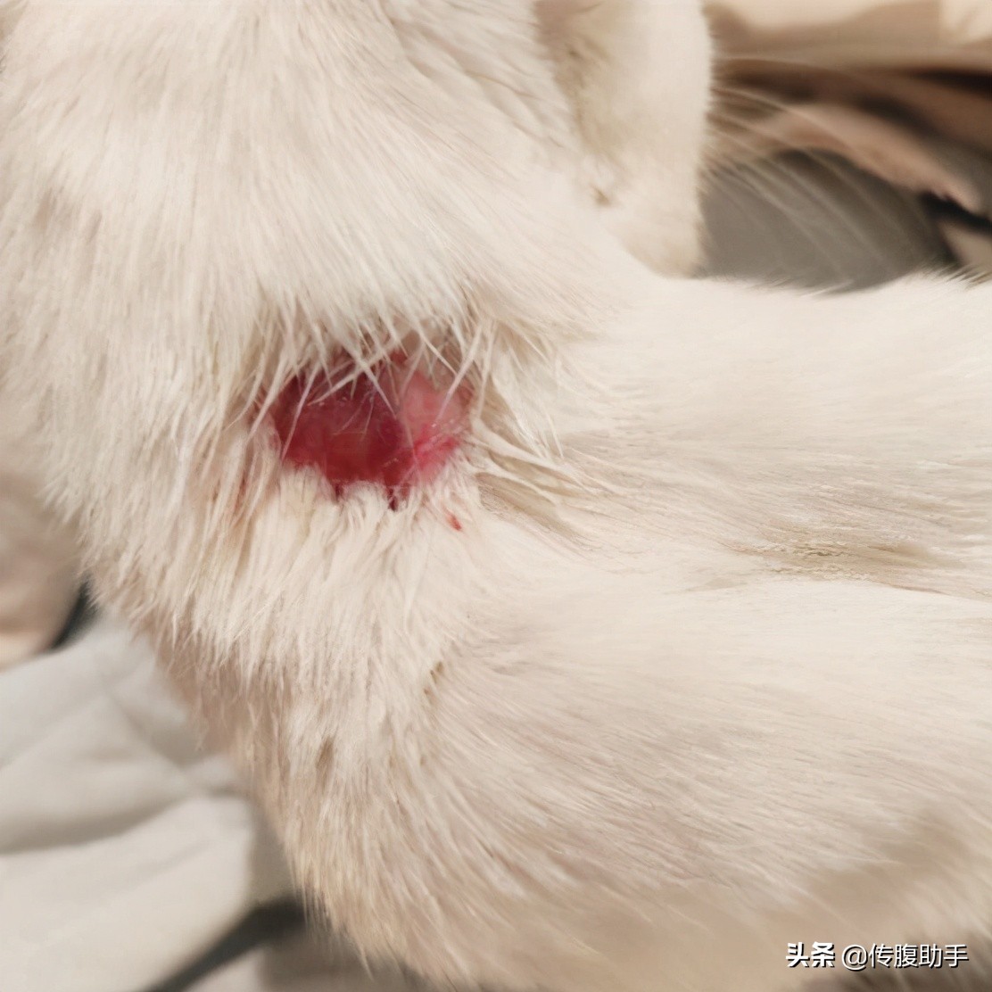 猫传腹打针脖子会烂吗,猫传腹打针很疼怎么办