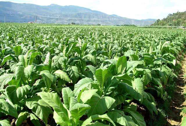 你不了解的*草烟**类型有哪些