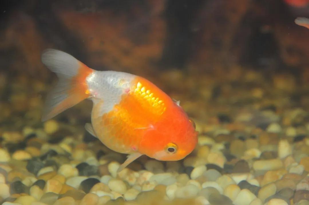 云游动物园金鱼,杭州动物园金鱼种类
