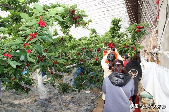 樱桃爸爸打了娇娇一巴掌,樱桃爸爸怒扇耳光