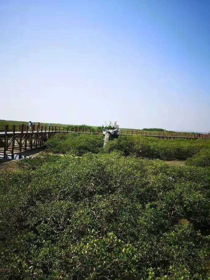 三亚红树林,神奇的亚马逊雨林