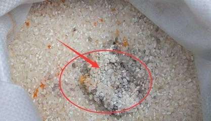 怎样预防大米生虫子和蛾子,大米预防生虫的方子