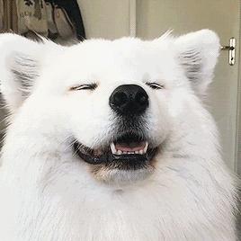 狗狗的十种禁忌食物,狗狗十大禁忌食物