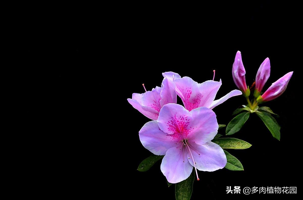 杜鹃花易掉什么原因,杜鹃花掉叶怎么办呢