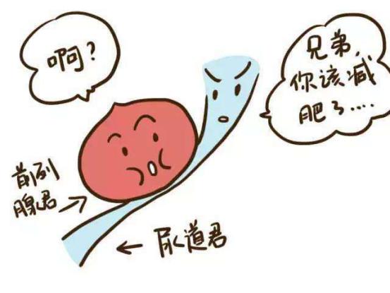 男人前列腺部位怎么减肥,前列腺肥了怎样才能缩小
