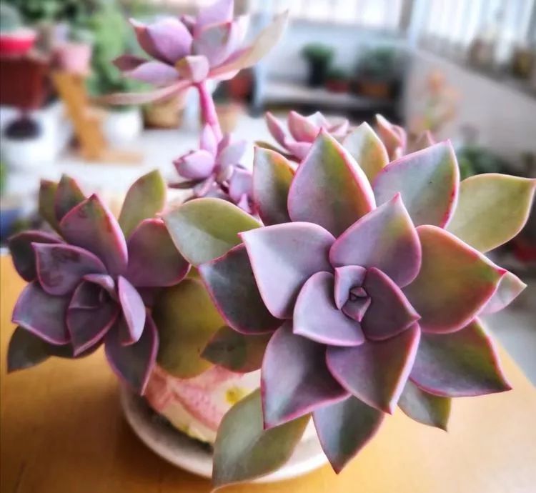 一花一叶一世界多肉,一花一世界多肉之美