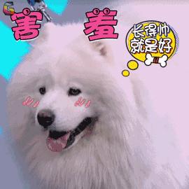 饲养萨摩耶需要注意的一些事项,如何正确的饲养萨摩耶