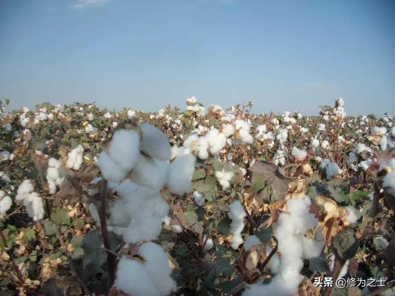 在新疆种棉花,在新疆种植棉花视频
