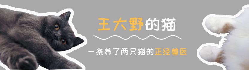 猫咪发出咕噜咕噜声是怎么样的,猫咪发出咕噜咕噜的声响
