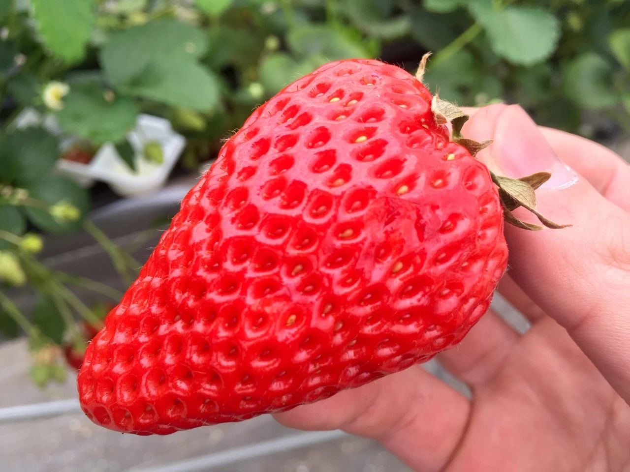 想要冬春时节有草莓吃，阳台种几盆，选好品种是成功的第一步