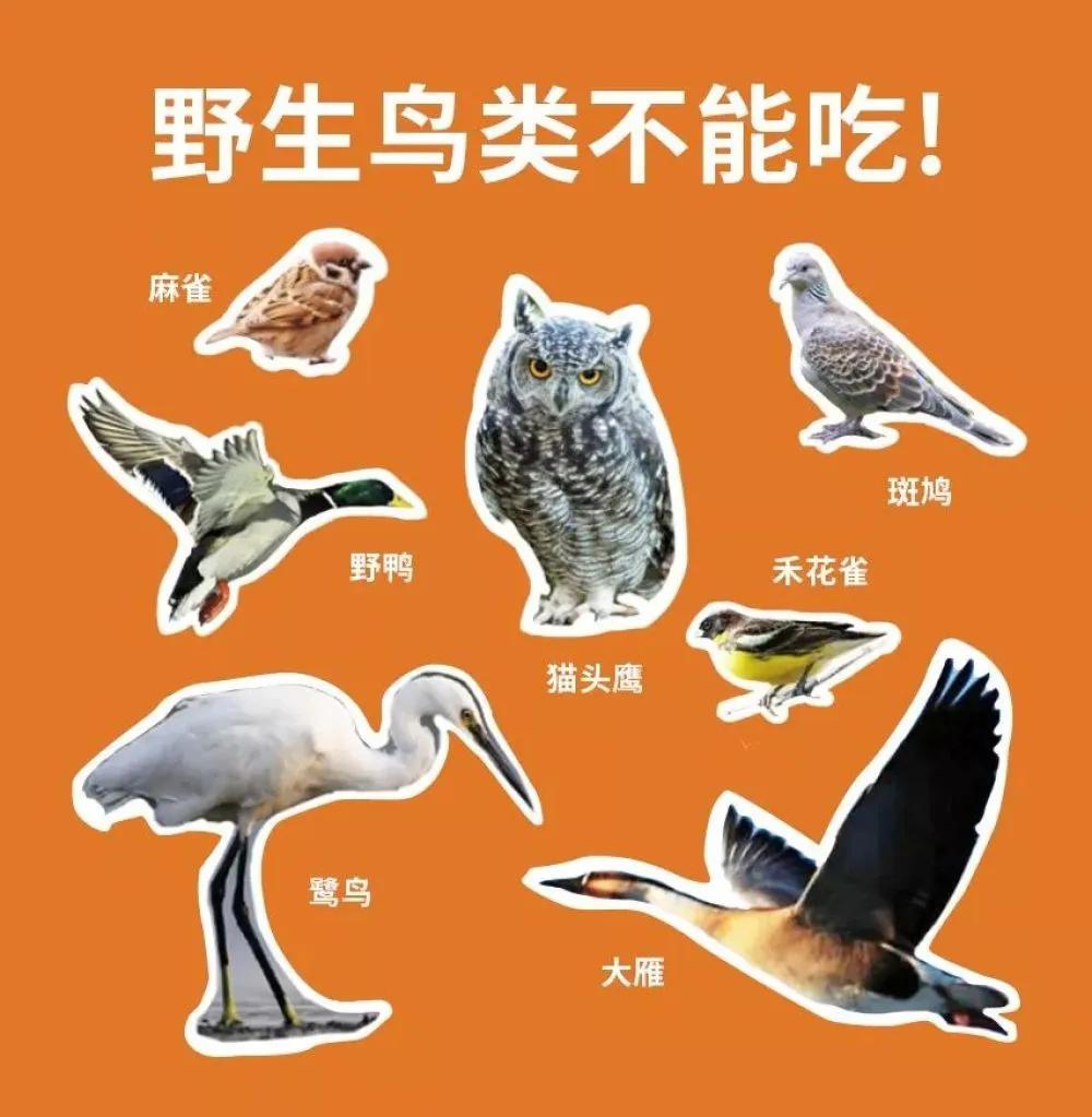 钦州动物园有何野生动物,哪些动物属于野味