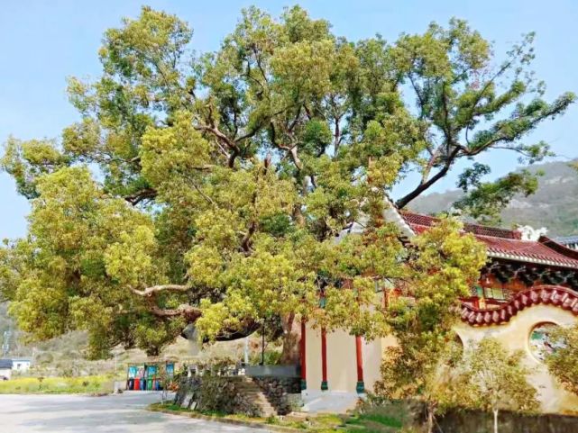 温州乐清900多岁的“树王”，长这样