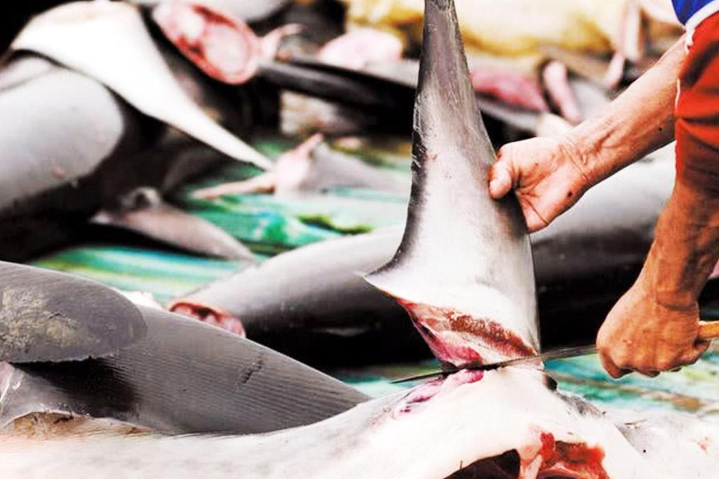 江苏渔民误捕4吨重大鲨鱼,捕鱼人捕到鲨鱼为什么被扔回海里