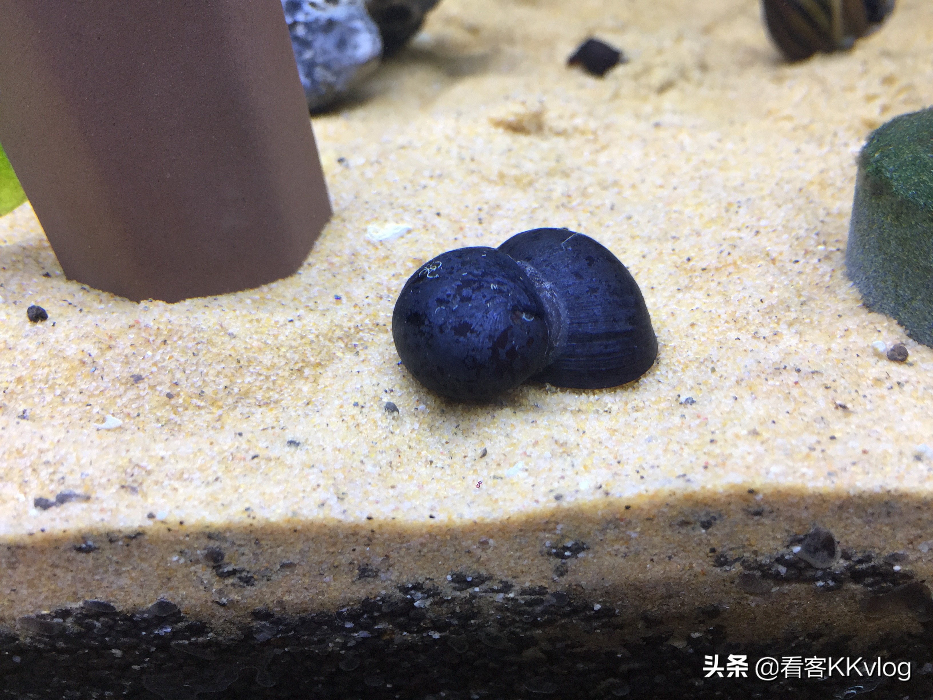 可以在缸内繁殖的观赏螺,观赏螺入缸步骤