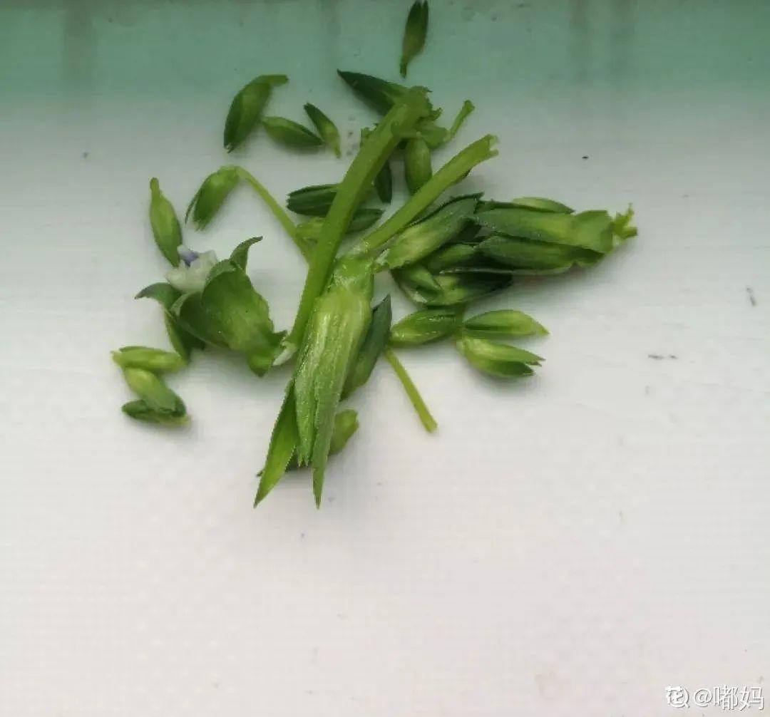 耐寒又好养的香水花,家里可以养法国香水花